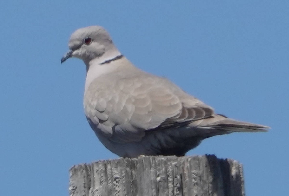 Eurasian Collared-Dove - ML620042249