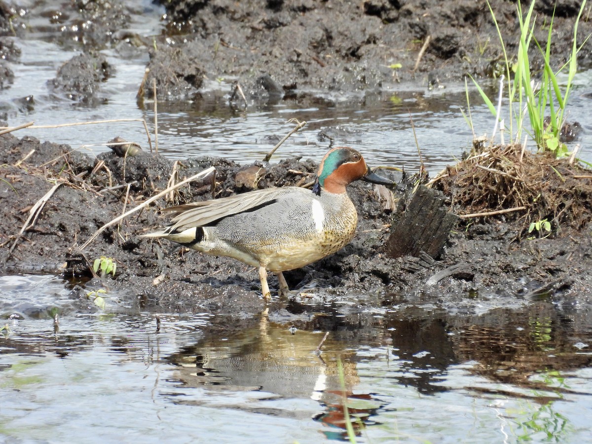 Green-winged Teal - ML620042251