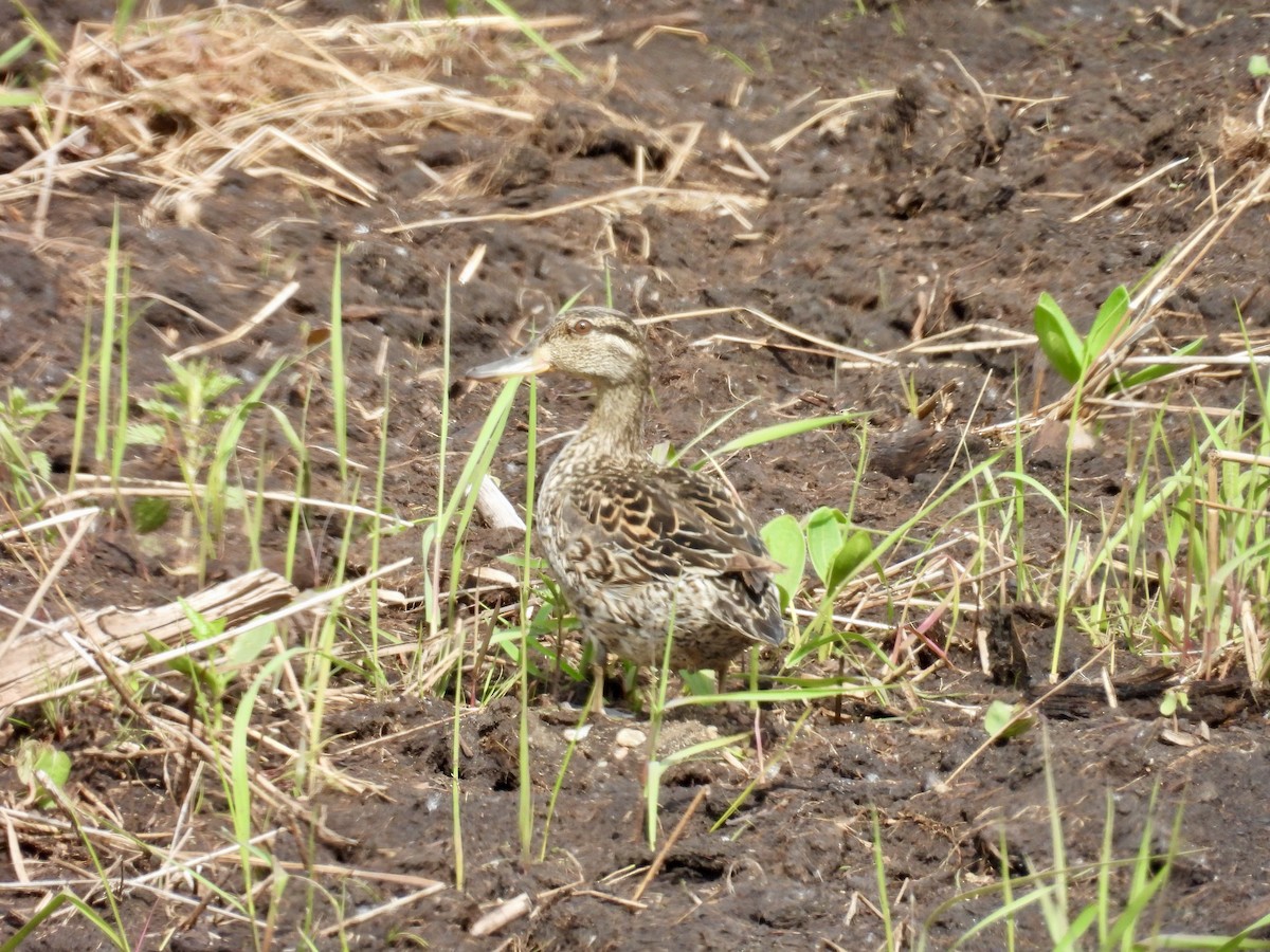 Green-winged Teal - ML620042254