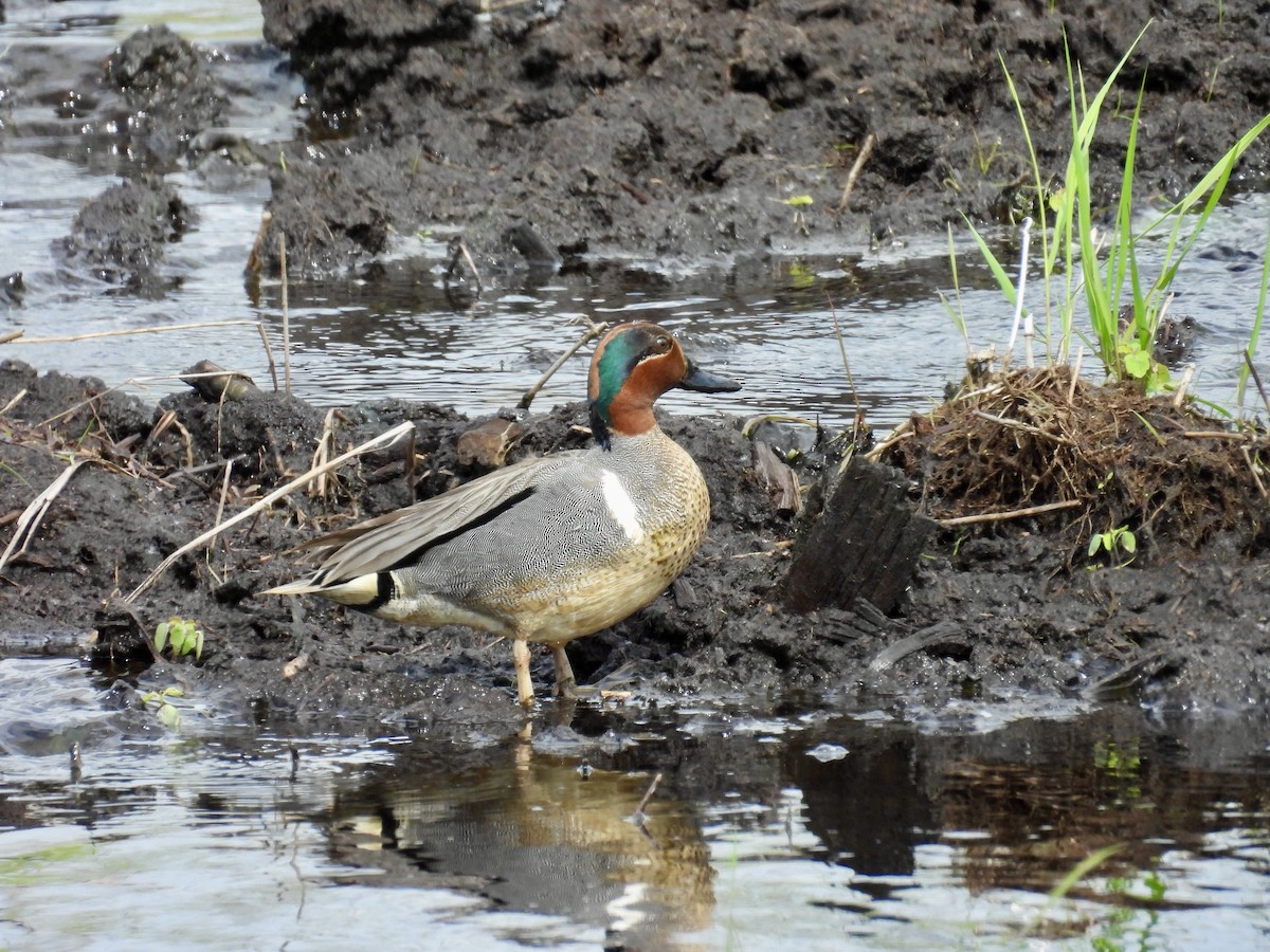 Green-winged Teal - ML620042256