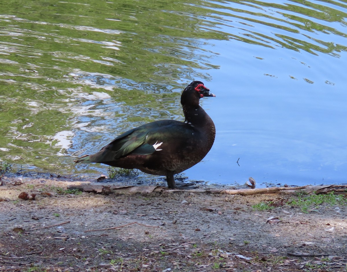 Muscovy Duck (Domestic type) - ML620042258