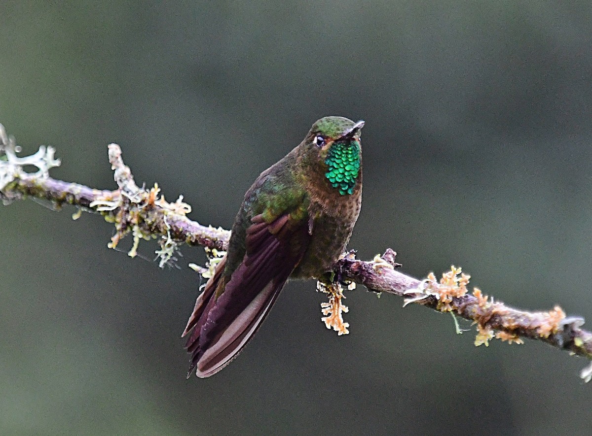 kolibřík dřišťálový - ML620042264