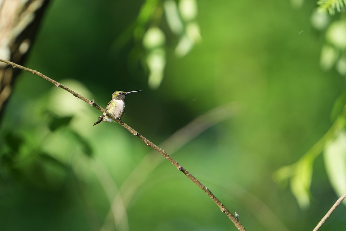 Ruby-throated Hummingbird - ML620042268