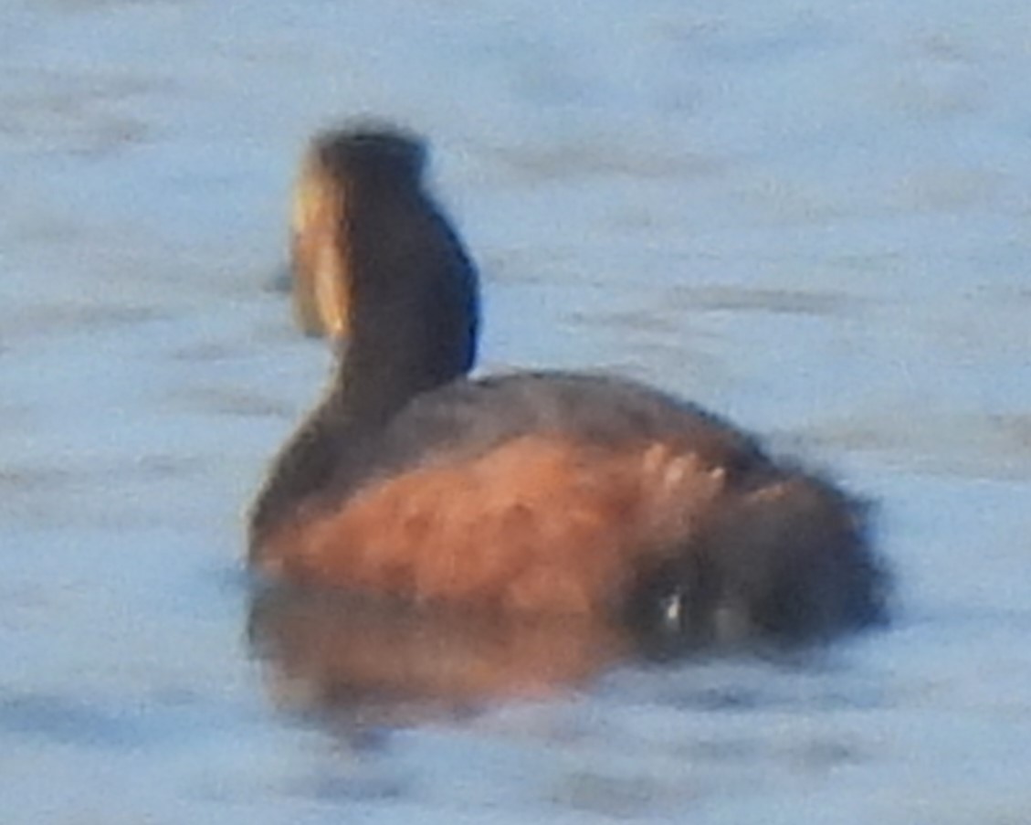 Eared Grebe - ML620042270