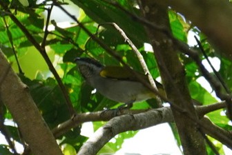 Yellow-shouldered Grosbeak - ML620042284