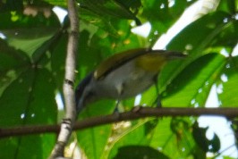 Yellow-shouldered Grosbeak - ML620042285