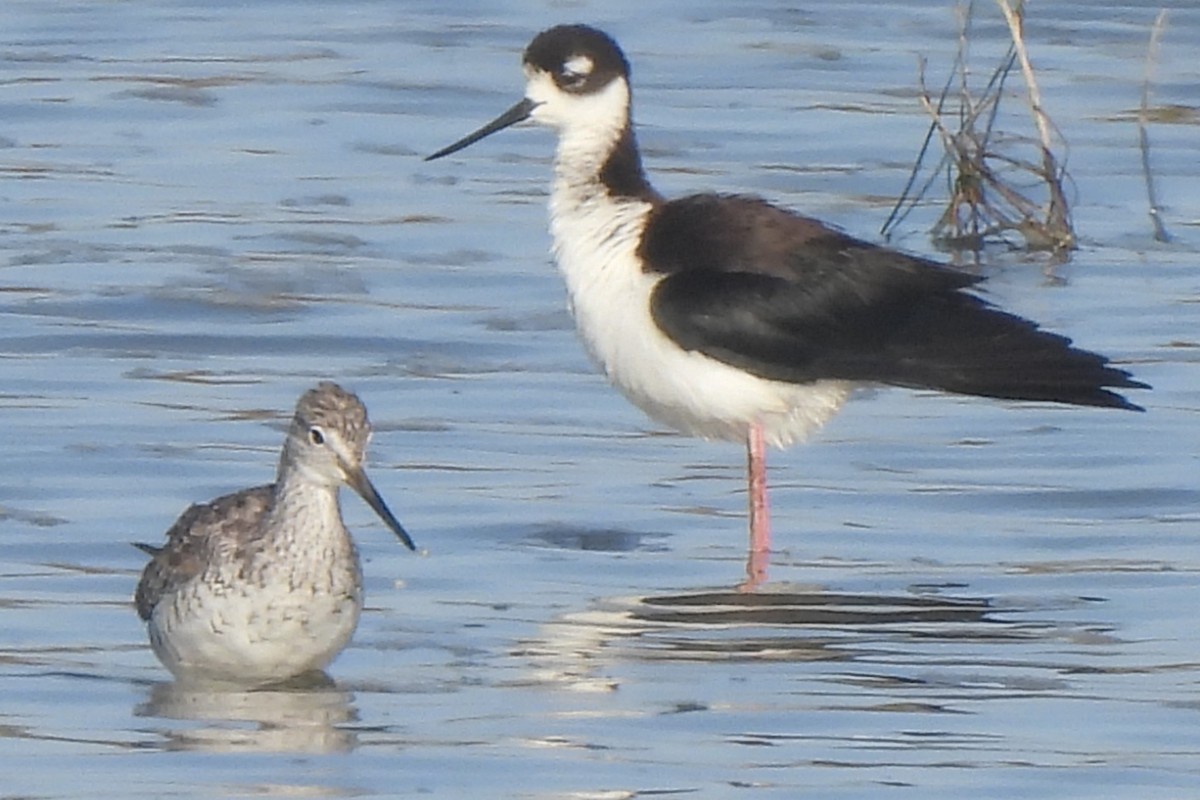 Black-necked Stilt - ML620042288