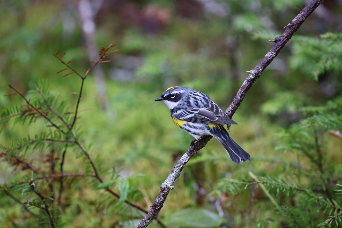 Yellow-rumped Warbler - ML620042289