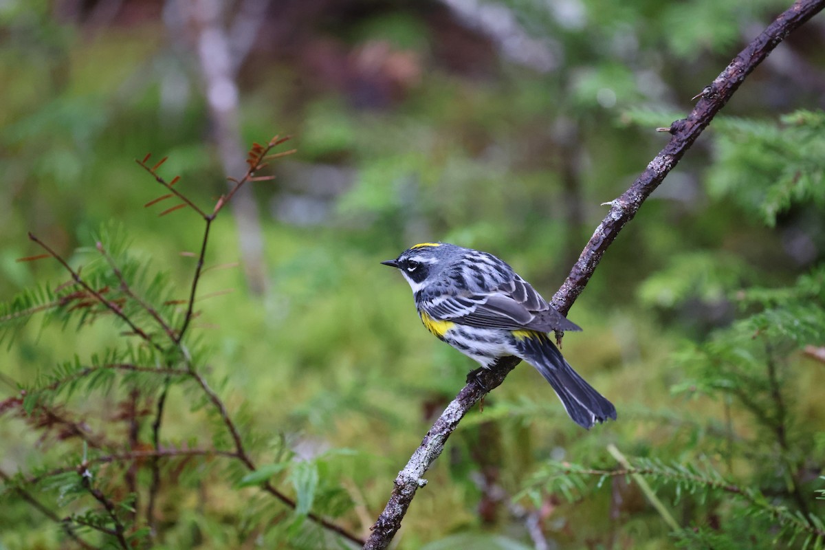 Yellow-rumped Warbler - ML620042290