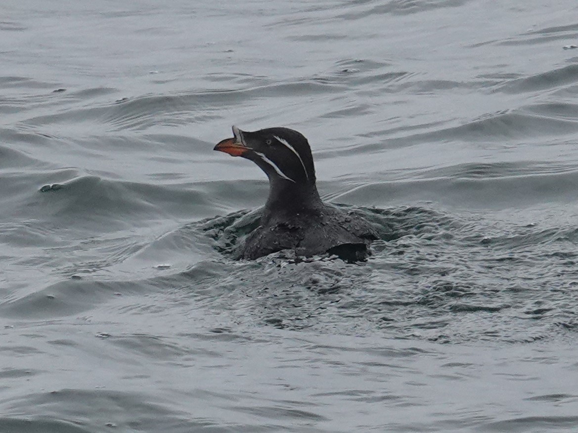 Rhinoceros Auklet - ML620042303