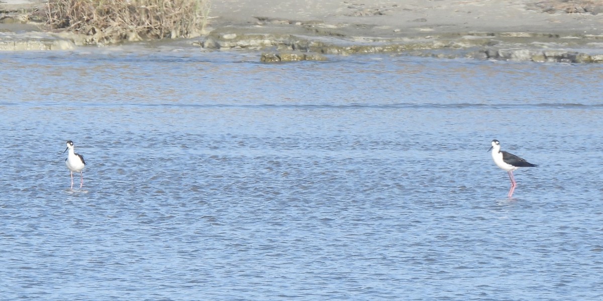 Black-necked Stilt - ML620042306