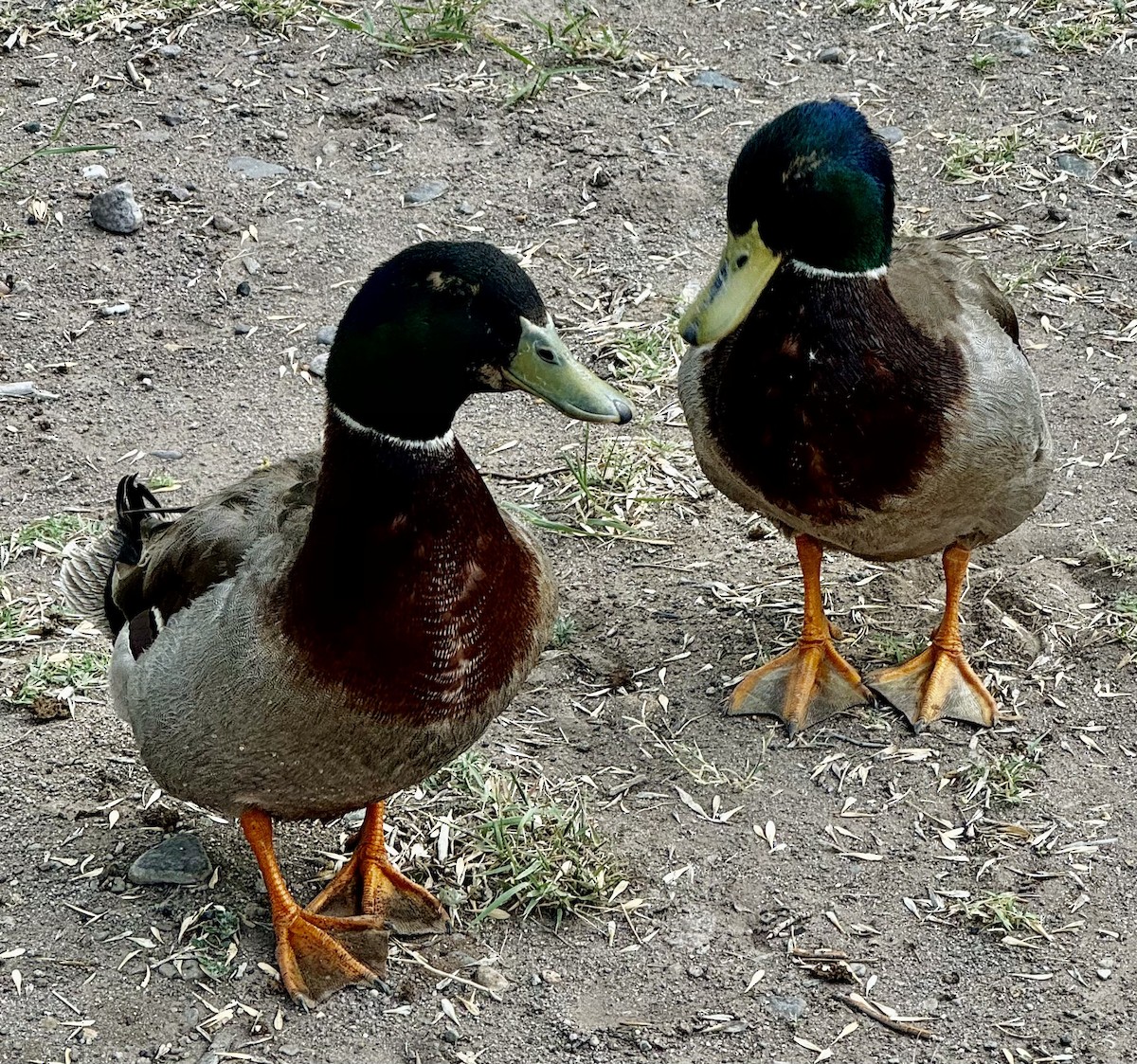 Mallard (Domestic type) - ML620042314