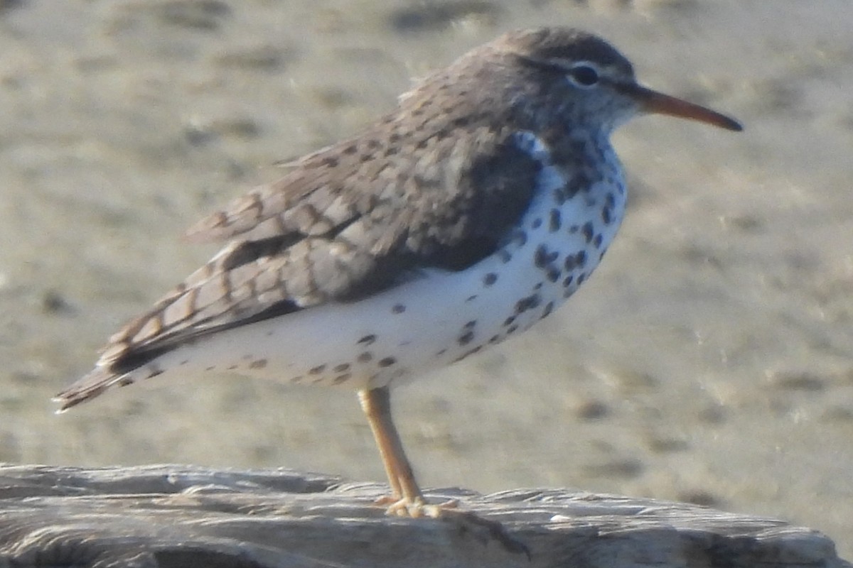 Spotted Sandpiper - ML620042318