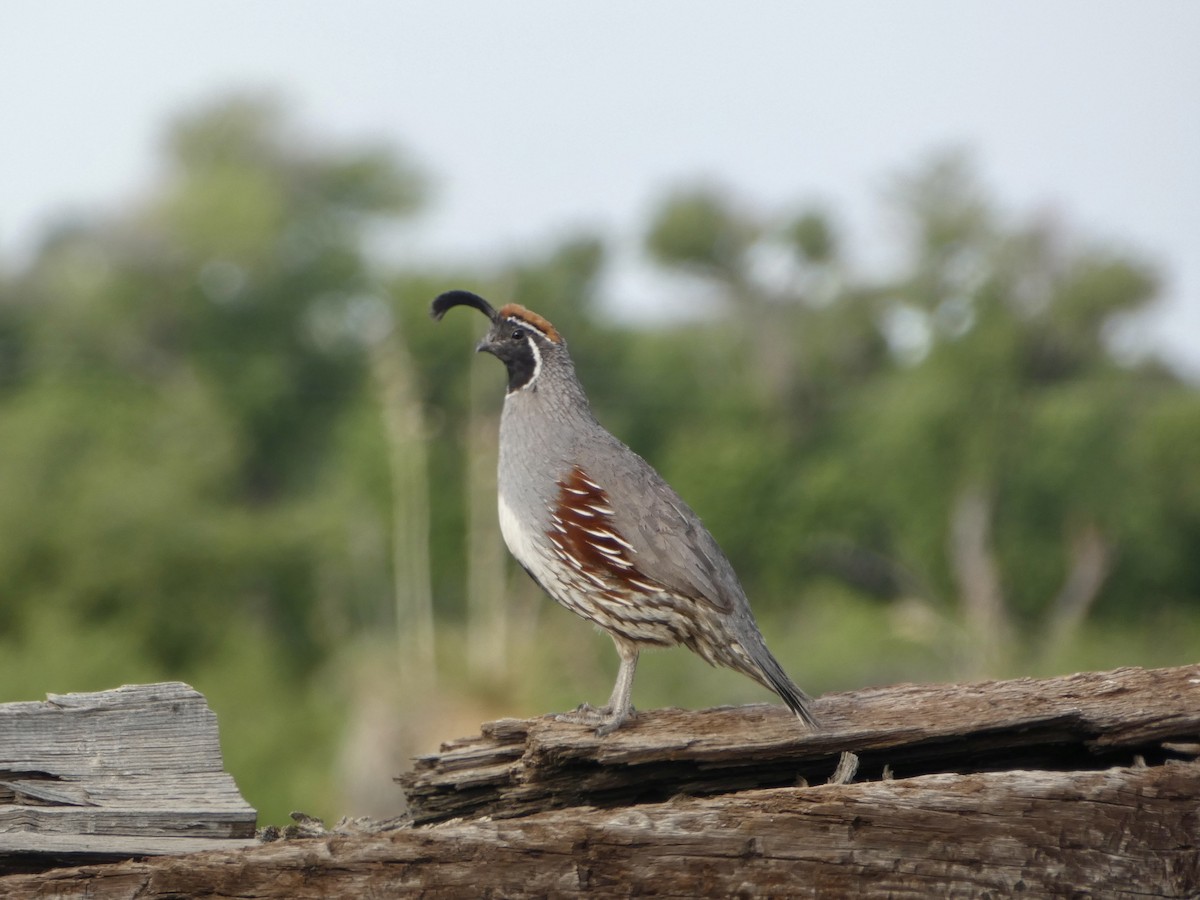 Gambel's Quail - ML620042323