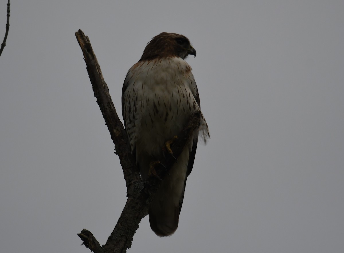 Red-tailed Hawk - ML620042324