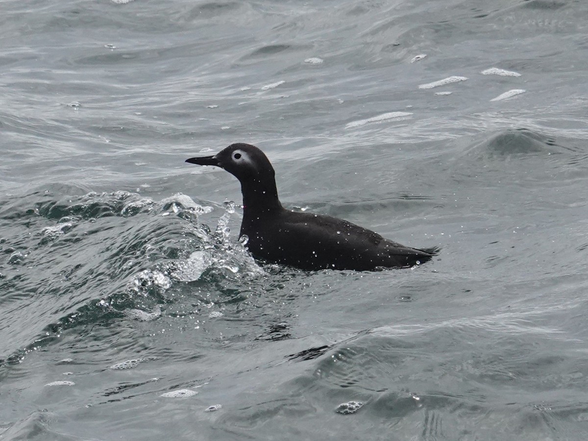 Spectacled Guillemot - ML620042326