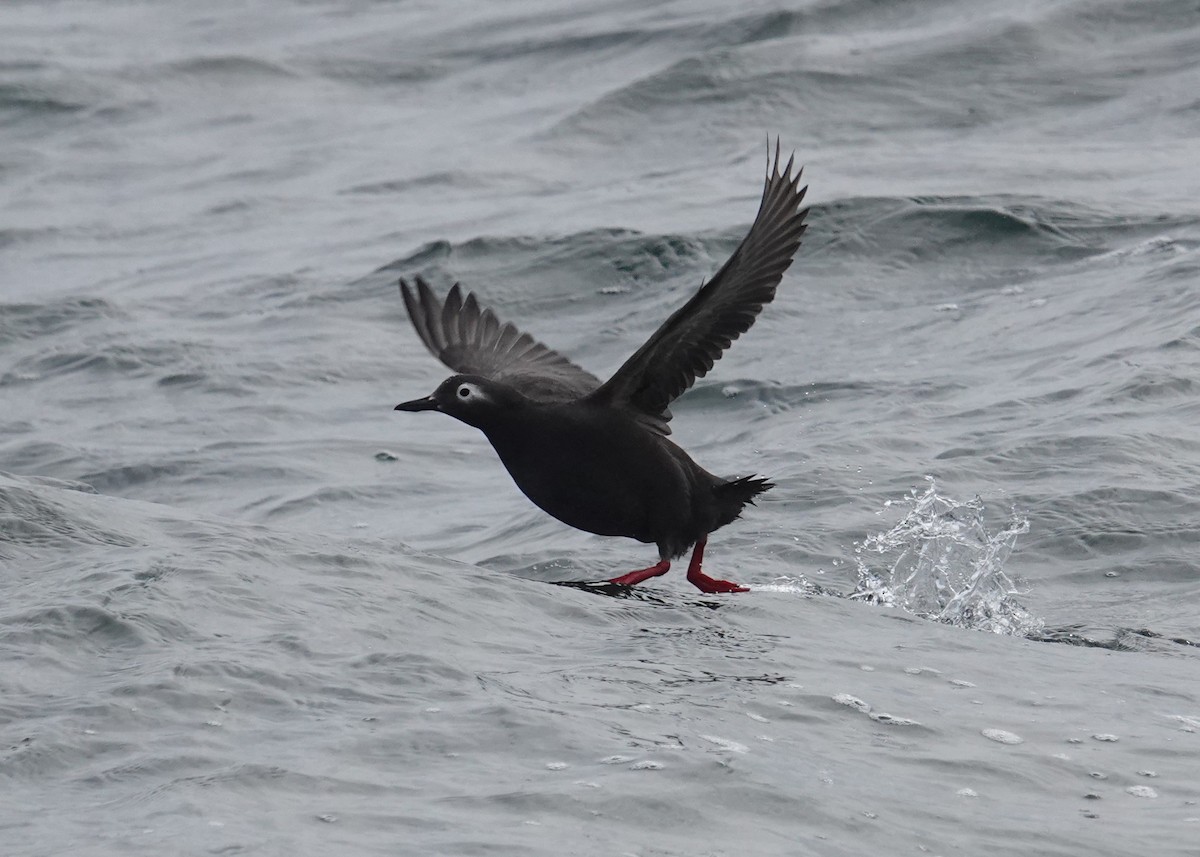 Spectacled Guillemot - ML620042327