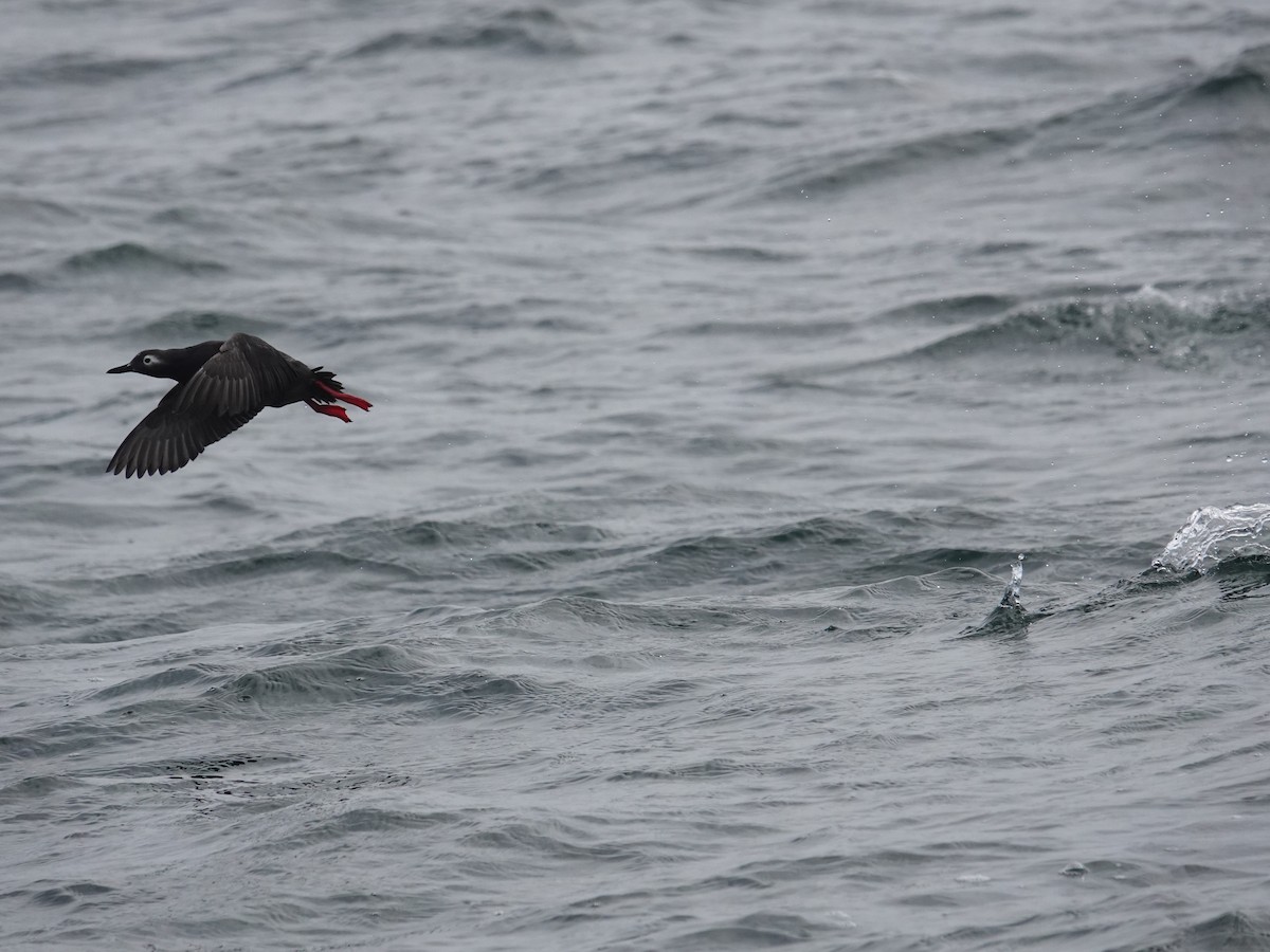 Spectacled Guillemot - ML620042328