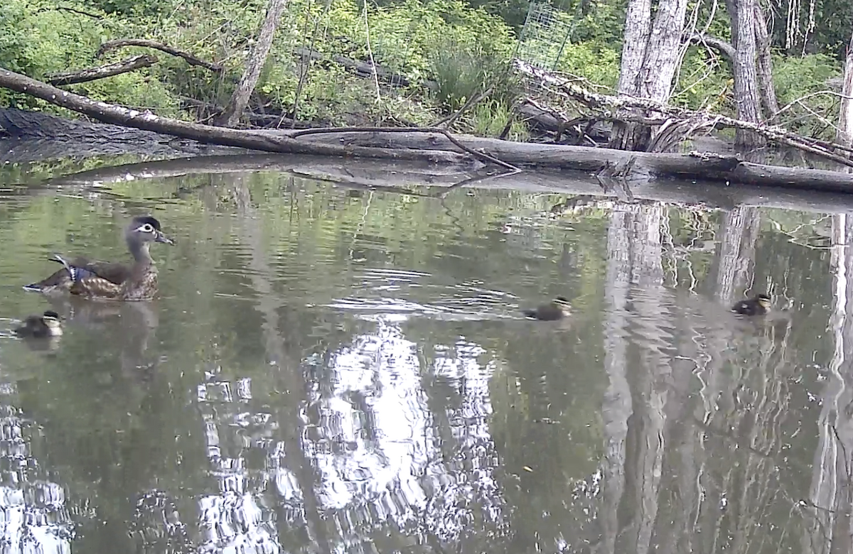 Wood Duck - ML620042330