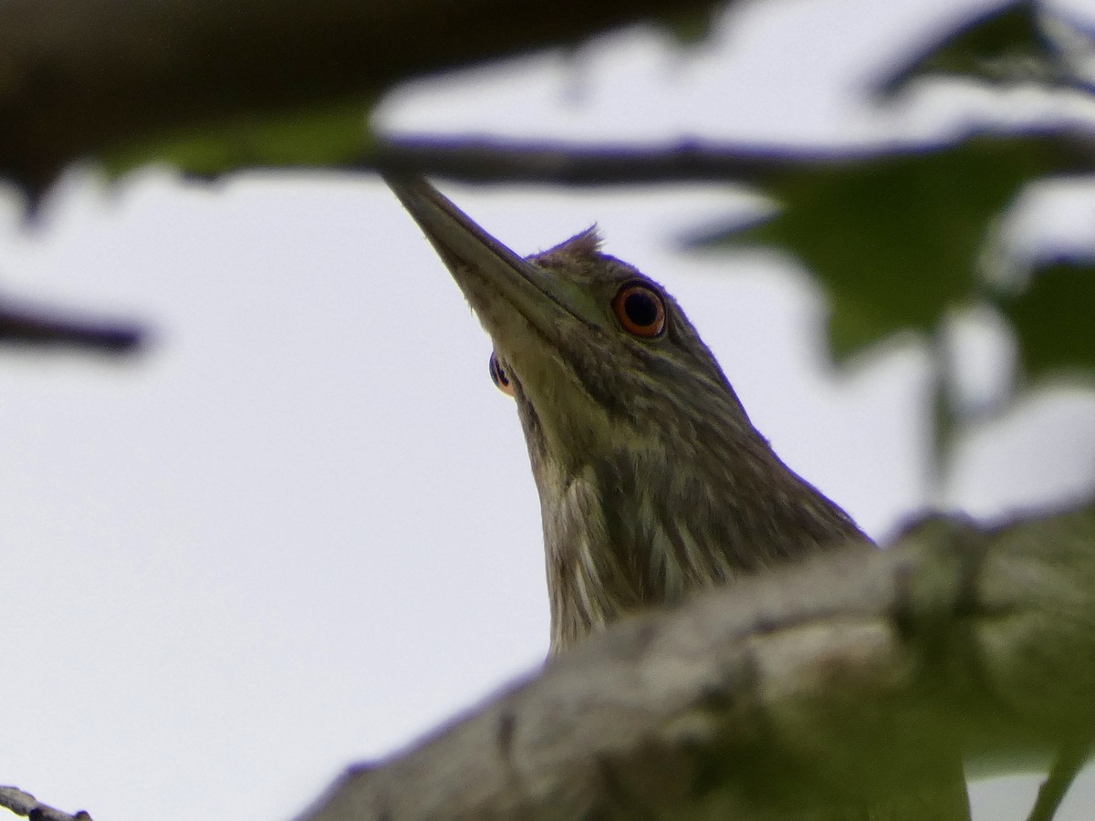 Black-crowned Night Heron - ML620042333