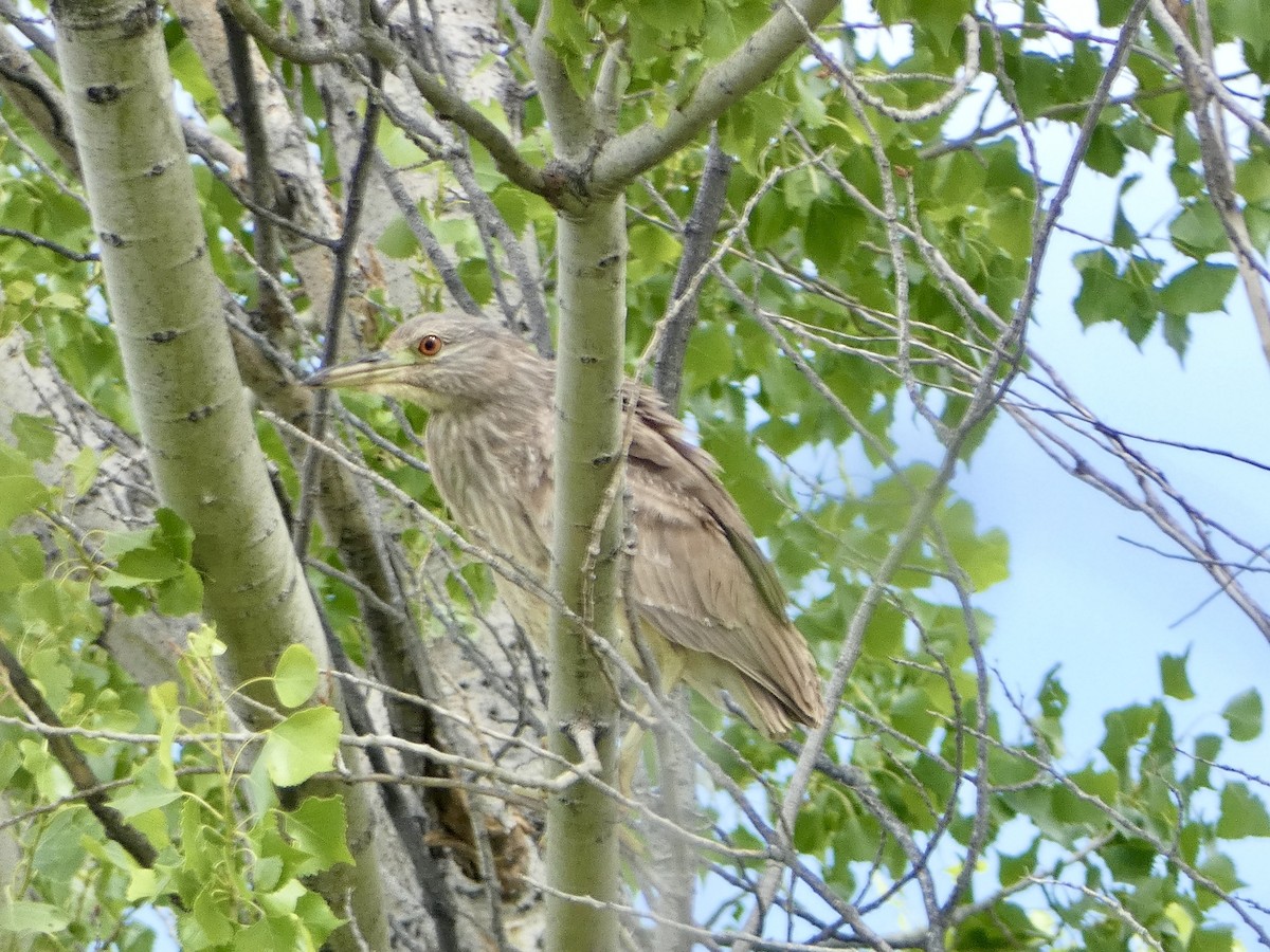 Black-crowned Night Heron - ML620042335