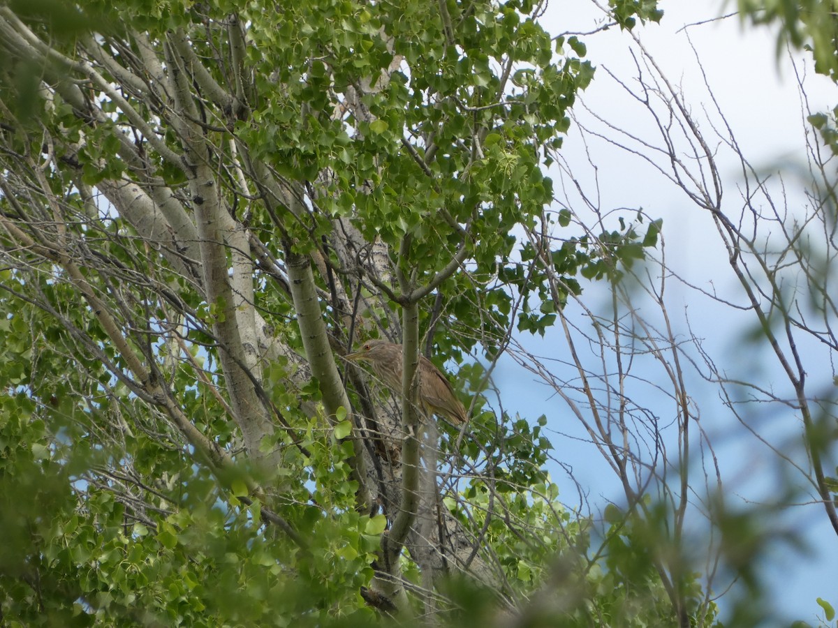 Black-crowned Night Heron - ML620042336