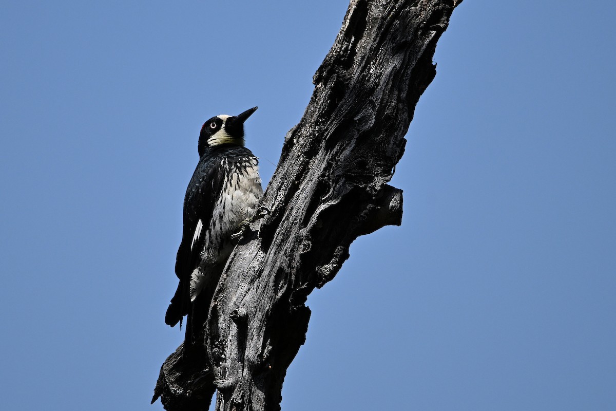 Acorn Woodpecker - ML620042339