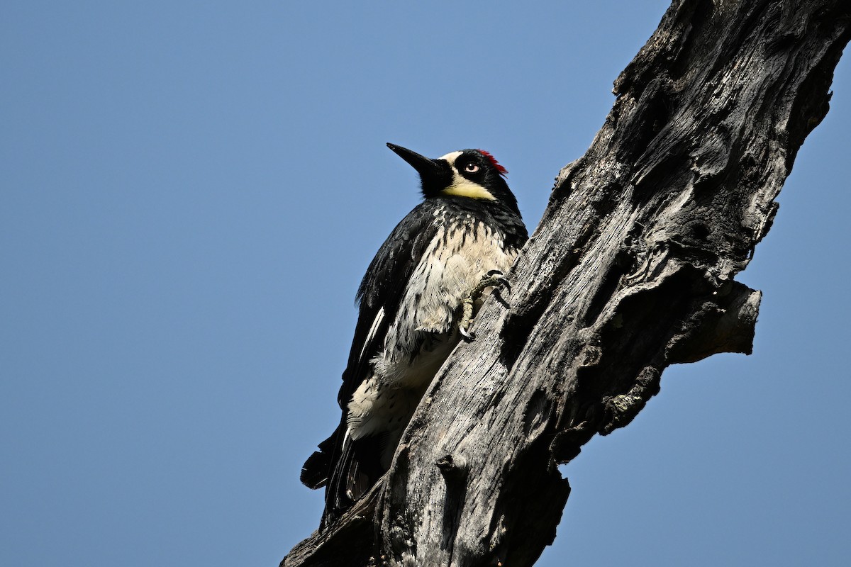 Acorn Woodpecker - ML620042340