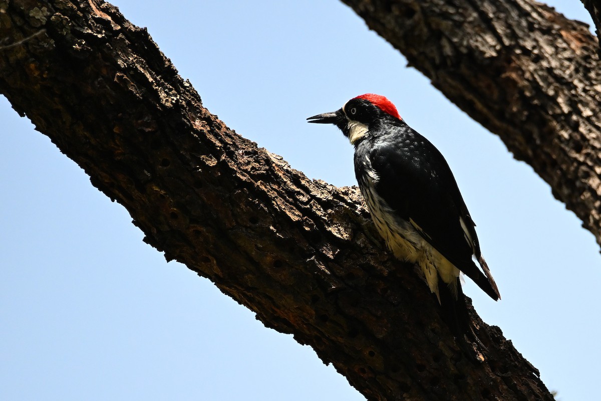 Acorn Woodpecker - ML620042341