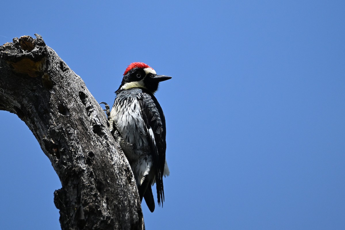Acorn Woodpecker - ML620042342