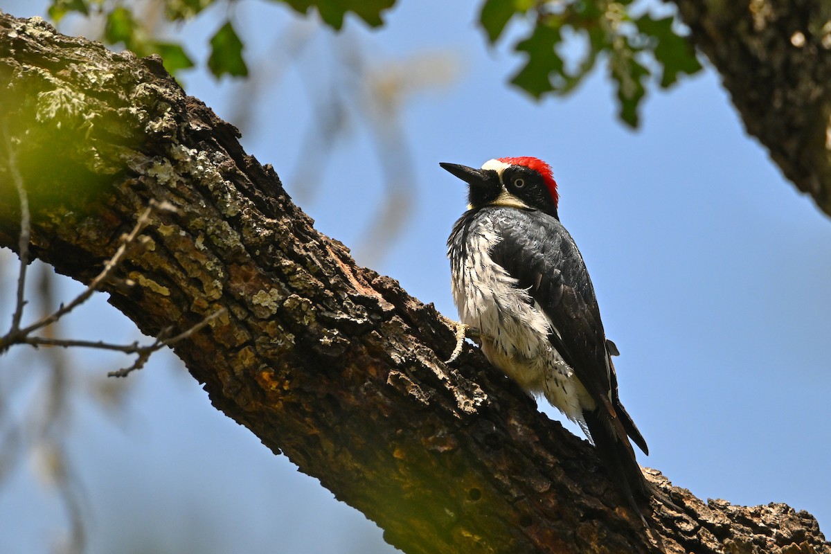 Acorn Woodpecker - ML620042343