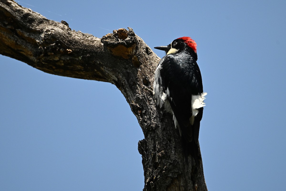 Acorn Woodpecker - ML620042344