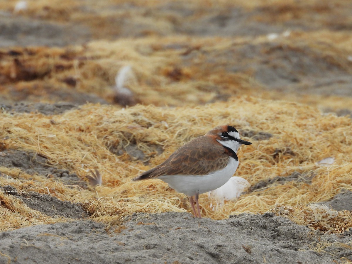 Collared Plover - ML620042345