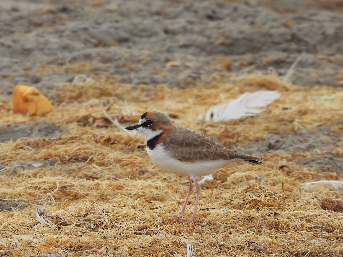Collared Plover - ML620042346