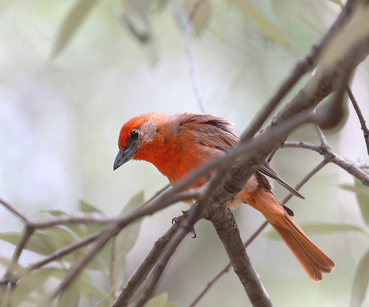 Hepatic Tanager - ML620042347