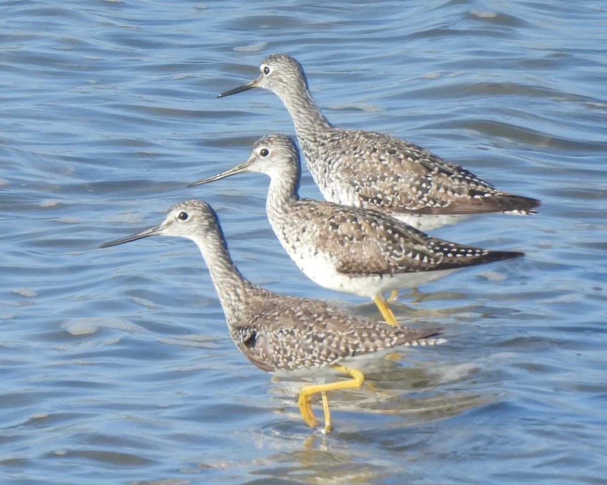 Greater Yellowlegs - ML620042352