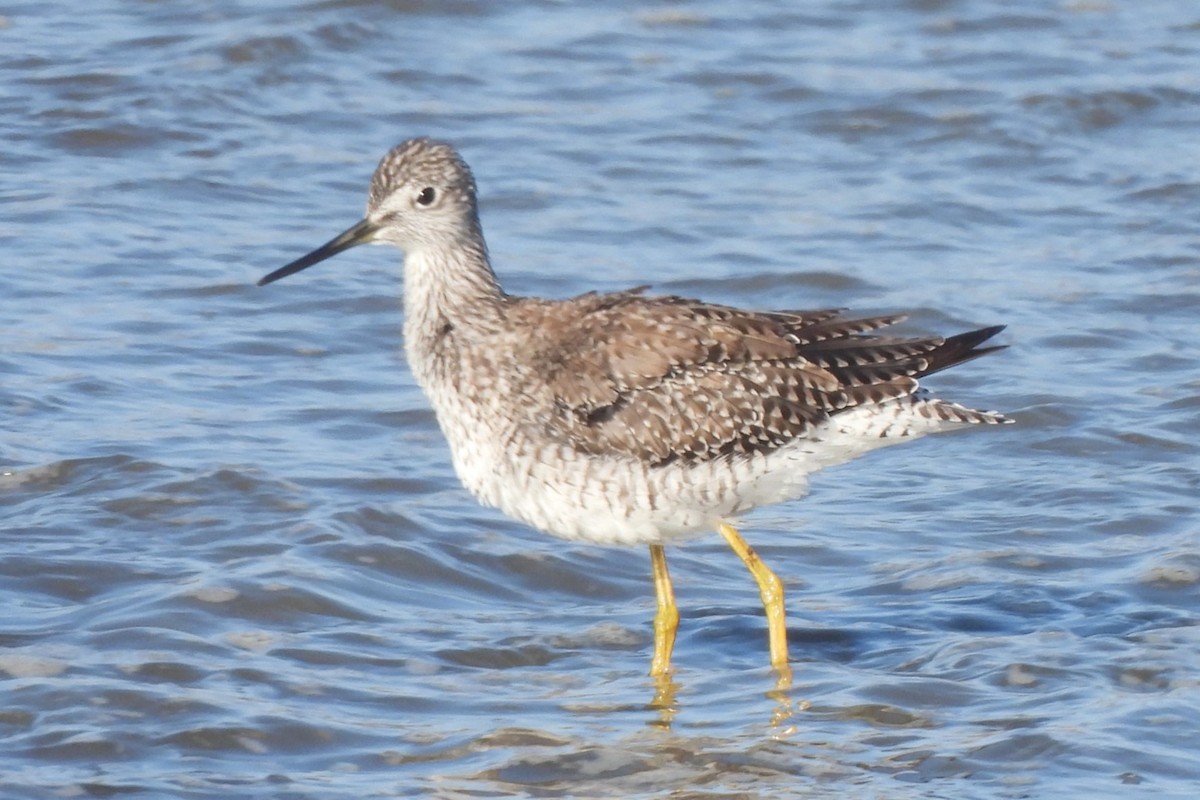 Greater Yellowlegs - ML620042354