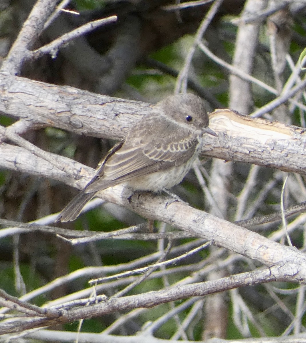 Vermilion Flycatcher - ML620042361