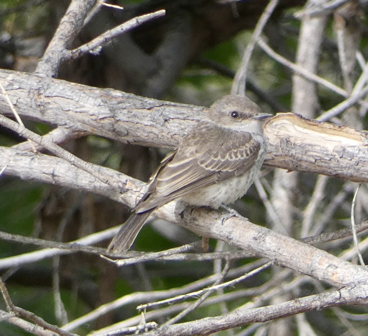 Vermilion Flycatcher - ML620042362