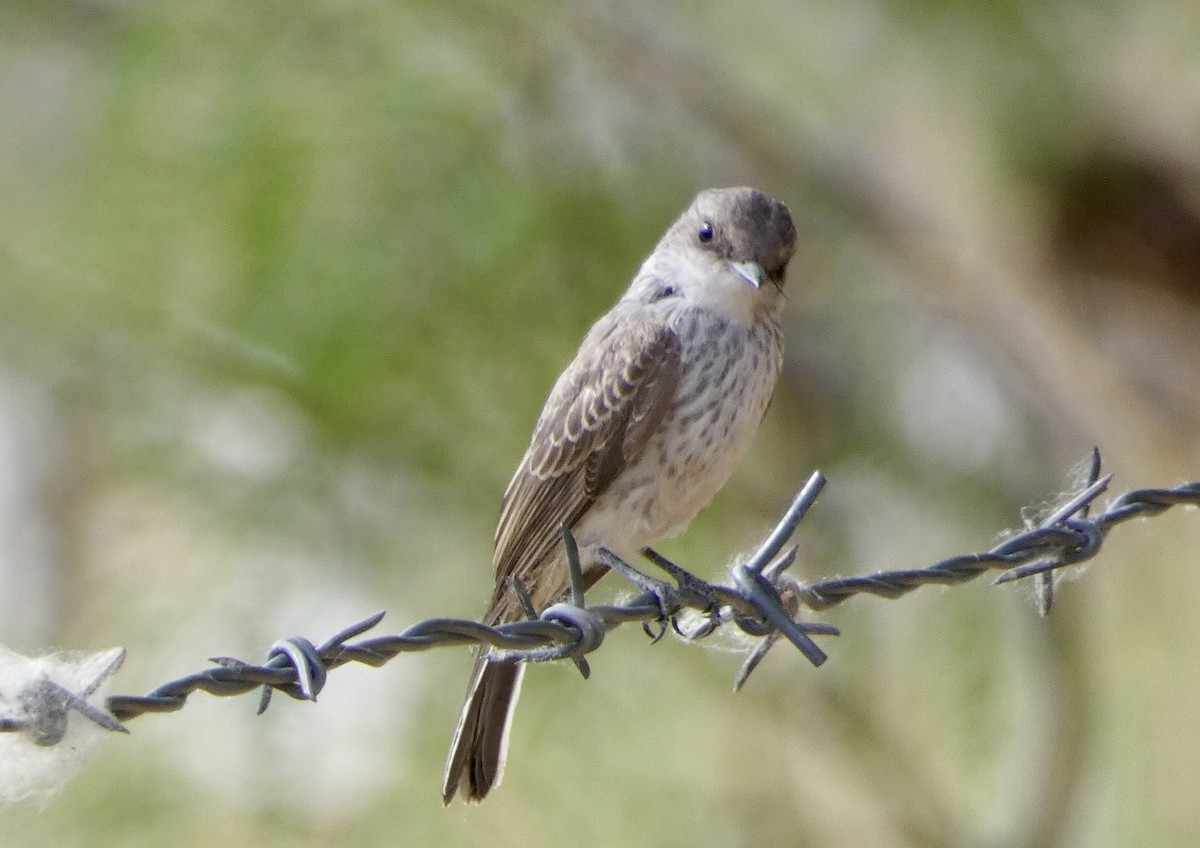 Vermilion Flycatcher - ML620042363