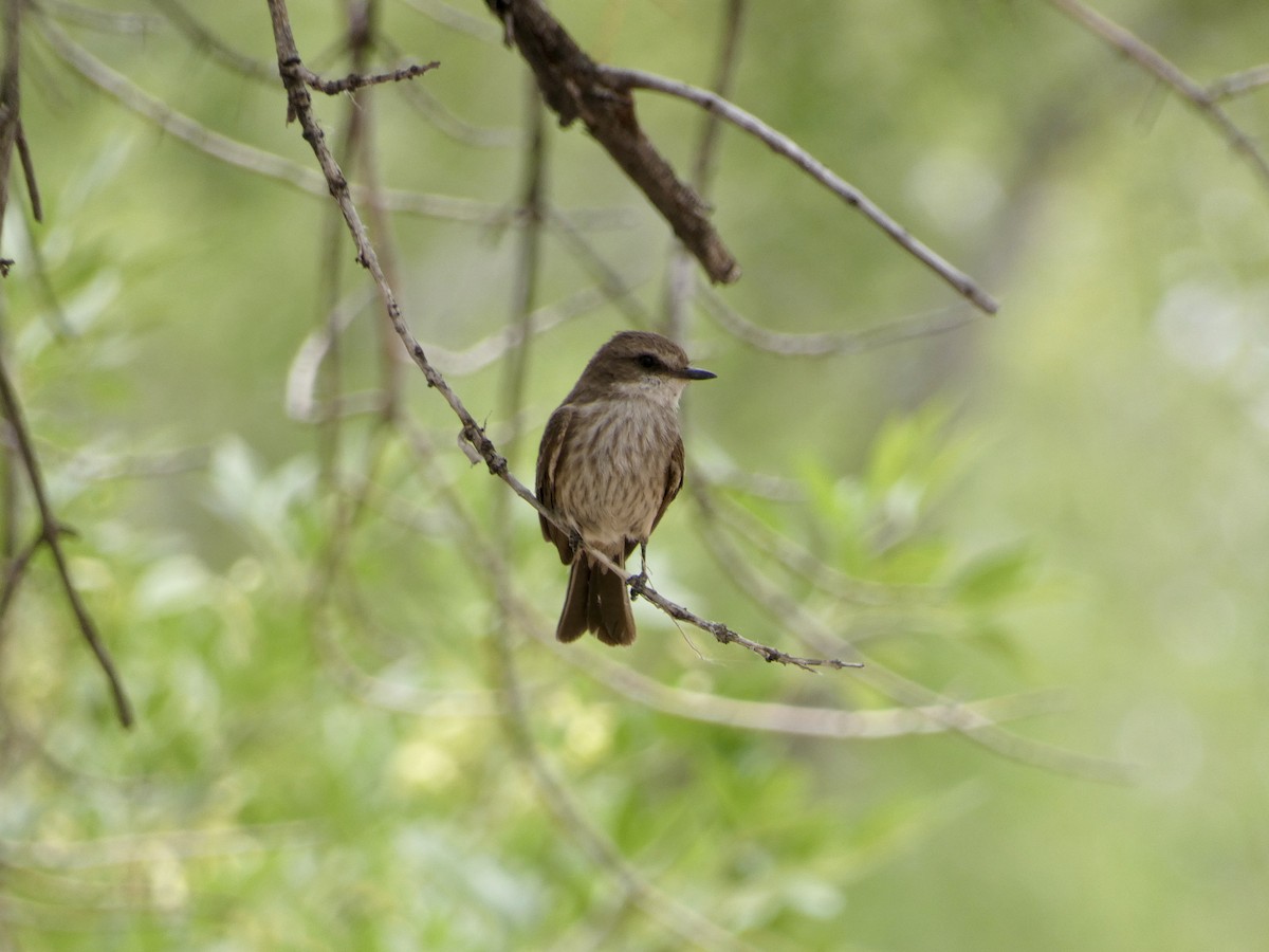 Vermilion Flycatcher - ML620042364