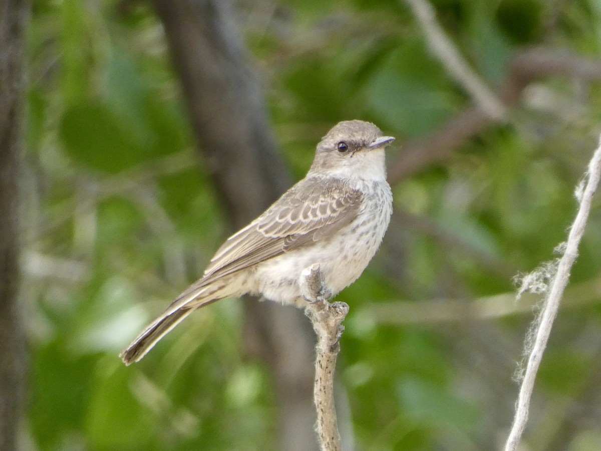 Vermilion Flycatcher - ML620042365