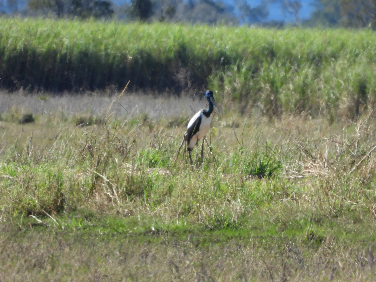 Black-necked Stork - ML620042374