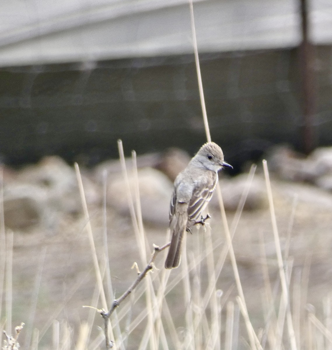 Ash-throated Flycatcher - Heidi Erstad