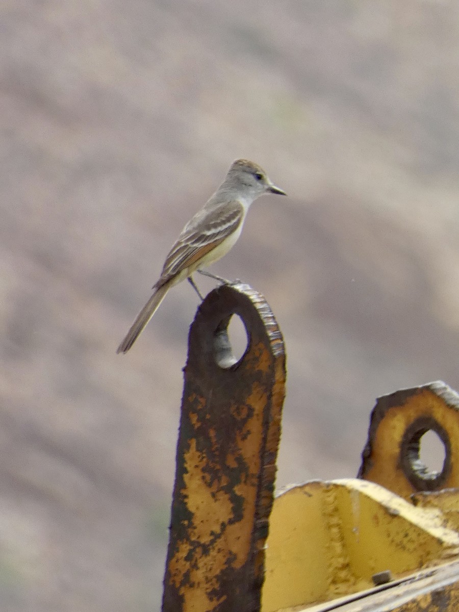 Ash-throated Flycatcher - ML620042378