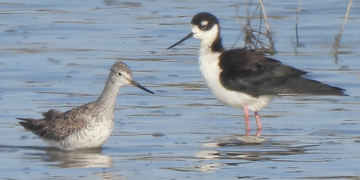 Greater Yellowlegs - ML620042379