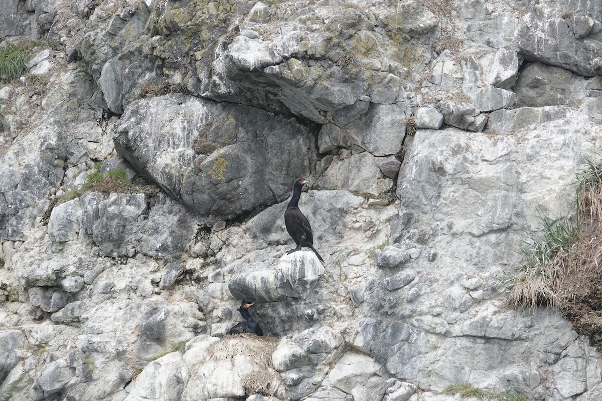 Red-faced Cormorant - ML620042383
