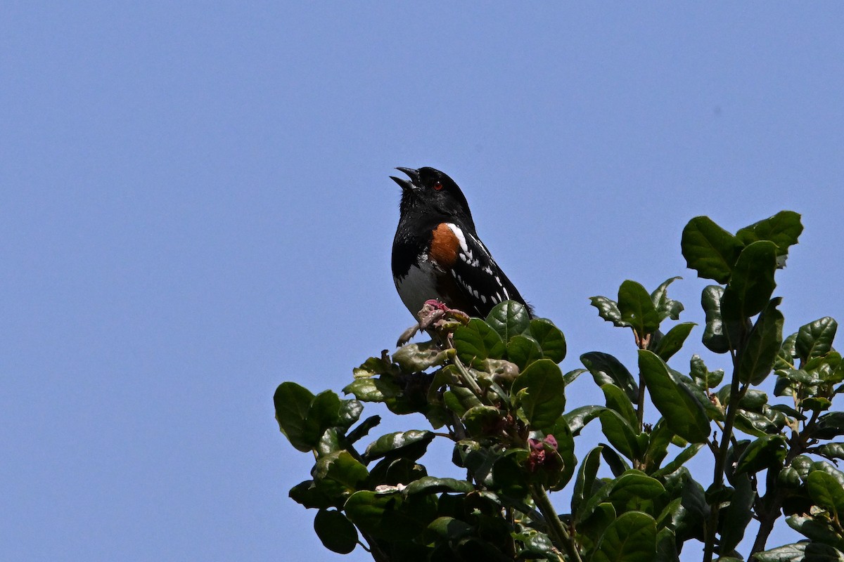 Spotted Towhee - ML620042384