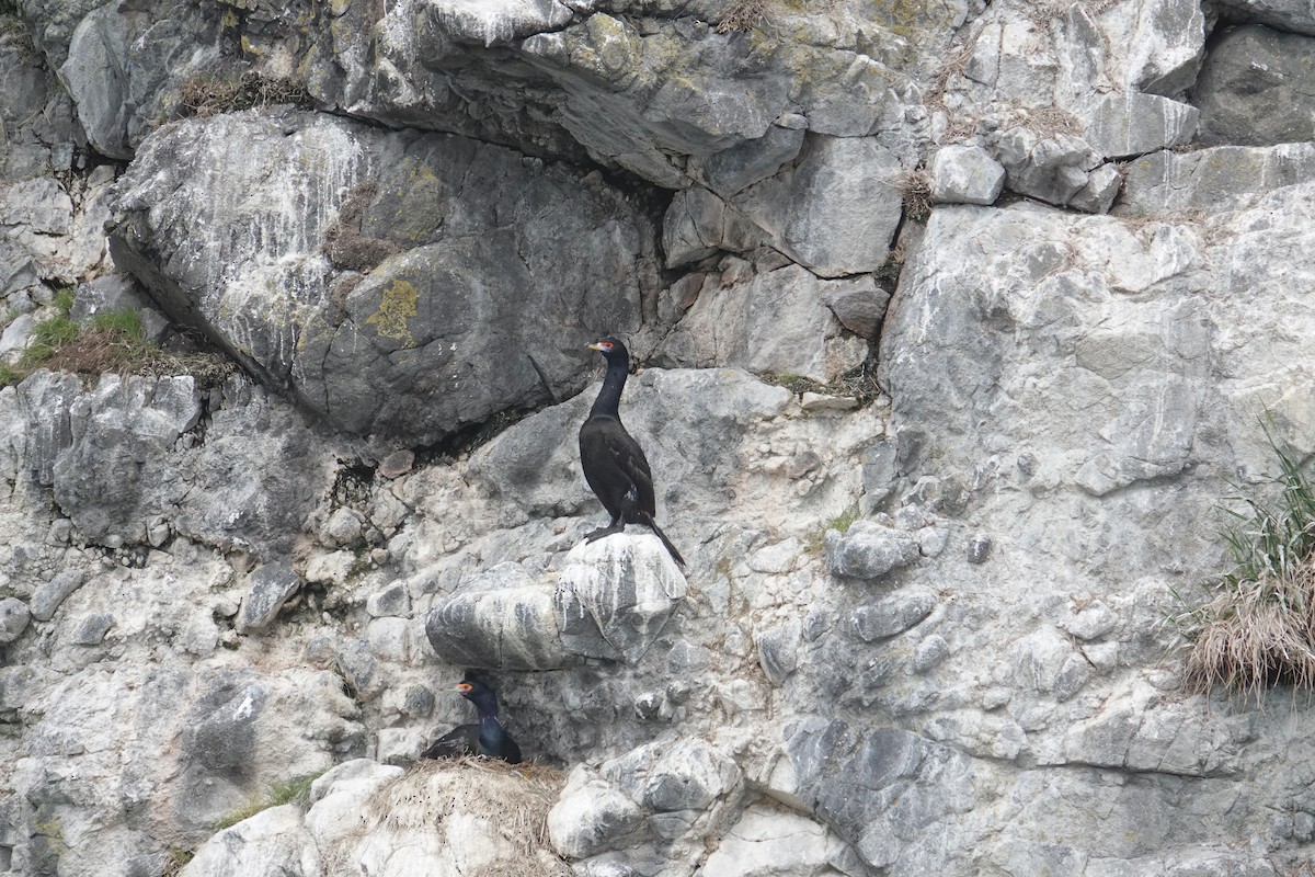 Red-faced Cormorant - ML620042385