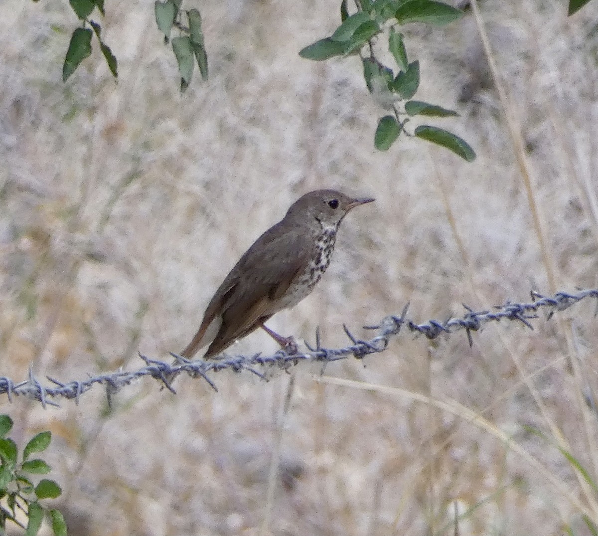 Hermit Thrush - ML620042386